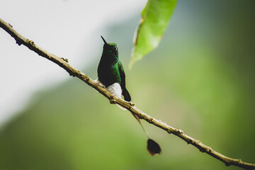 El colibrí de raqueta o colibrí cola de hoja o cola de raqueta / White-booted racket-tail Hummingbird / Ocreatus underwoodii - Alambi, Ecuador