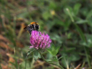Hummel auf rosa Blume