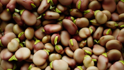 Bób karmazynowy w nasionach, czerwone nasiona bobu z zielonymi końcówkami, bób łuskany