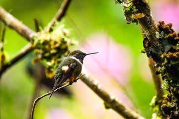 Colibrí de Mitchell / Purple-throated Woodstar Hummingbird / Philodice mitchellii - Alambi, Ecuador © Miguel Angel