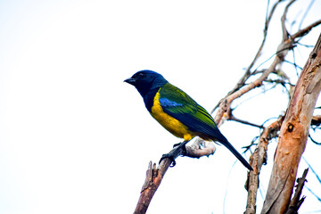 Fototapeta premium Tangara Montana Pechinegra / Black-chested Mountain Tanager localizada en la Reserva Yanacocha, Ecuador