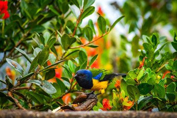 Tangara Montana Pechinegra / Black-chested Mountain Tanager localizada en la Reserva Yanacocha,...