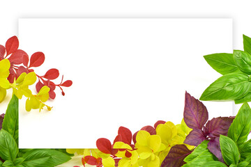 Fresh herb leaves variety - Barberry, red and green basil, top view with copy space