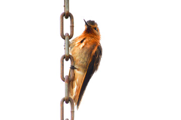 Rayito Brillante / Shining Sunbeam / Aglaeactis cupripennis ubicado en la Reserva Yanacocha, Ecuador © Migue