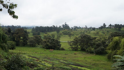 Fototapeta premium Rural colombian panoramic