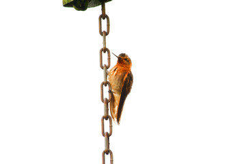 Rayito Brillante / Shining Sunbeam / Aglaeactis cupripennis ubicado en la Reserva Yanacocha, Ecuador
