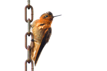Rayito Brillante / Shining Sunbeam / Aglaeactis cupripennis ubicado en la Reserva Yanacocha, Ecuador © Migue
