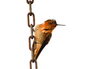 Rayito Brillante / Shining Sunbeam / Aglaeactis cupripennis ubicado en la Reserva Yanacocha, Ecuador © Migue