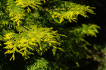 Bright yellow-green foliage on branches of thuja western on blurry dark background. Selective focus. Golden foliage on branches of thuja western as tecture or as background. Close-up. Evergreen garden