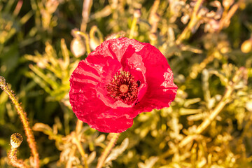 Detailaufnahme von einer Klatschmohn Blüte