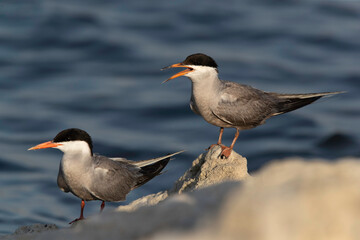 Obraz premium A pair of White-cheeked Terns perched on rock at the coast of Tubli, Bahrain