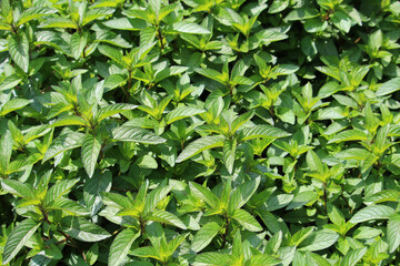 Fototapeta na wymiar Garden mint or spearmint (Mentha Spicata) - green natural texture background