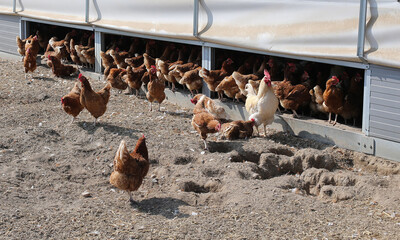 chickens on the farm