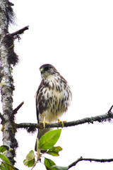 Hermoso Gavilán  Variable juvenil / Variable Hawk localizado en la Reserva Yanacocha, Ecuador