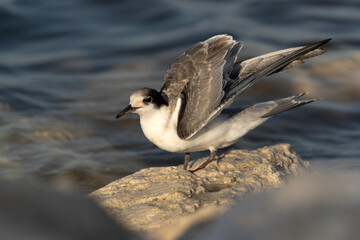 White-cheeked Tern at Tubli coast,  Bahrain