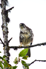 Hermoso Gavilán  Variable juvenil / Variable Hawk localizado en la Reserva Yanacocha, Ecuador