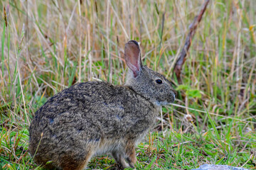Conejo silvestre de la Reserva Yanacocha, Ecuador