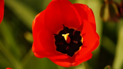 Kwitnący czerwony tulipan z bliska, widoczne pręciki rośliny. Zielone tło, zdjęcie makro