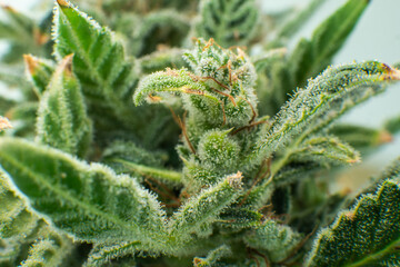 Macro trichomes of cannabis. Sativa CBD THC in Pot. Marijuana bud close up. Indica flower.