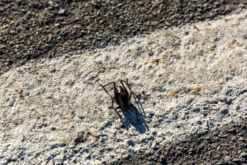 Mormon crickets on the road during migration in the desert