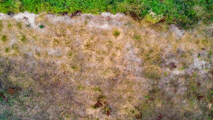 Skin grafting on subtropical grasslands