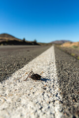 Mormon crickets on the road during migration in the desert