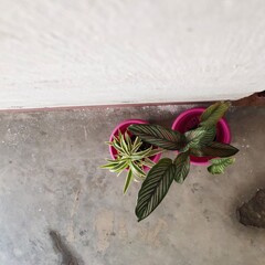 flower on a wooden background