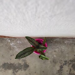 a beautiful flower in the pink bucket.