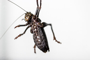 Mormon crickets underside view in aquarium macro  details