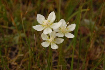 steppe daisy, summer