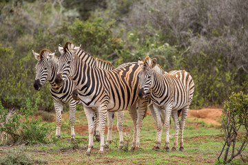 Fototapeta na wymiar Zebra Standing In A Field