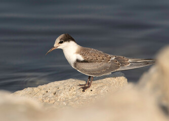 A juvenile White-cheeked Tern on rock at Tubli coast of Bahrain