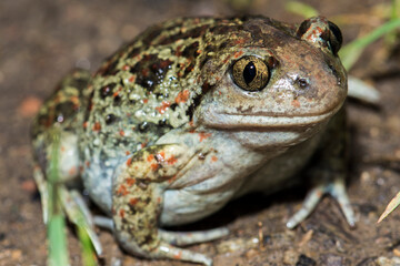 Podyji national park, Czech republic- JUNY 2019: European common spadefoot (Pelobates fuscus)