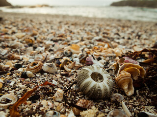 Closeup of beach with sea shells and sea urchin.