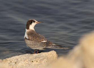Closeup of a  juvenile White-cheeked Tern perched on rock at Tubli coast of Bahrain