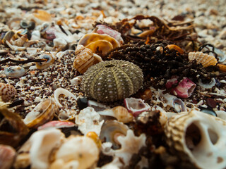 Closeup of beach with sea shells and sea urchin.