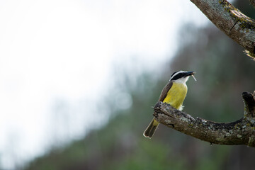 Bem-Te-Vi (Pitangus sulphuratus)
