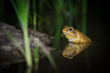 A cane toad in the rainforest near Kuranda, Queensland.  Native to Central and South America, cane toads are a harmful invasive species in Australia.