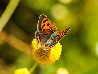 Mariposa sobre flores amarillas