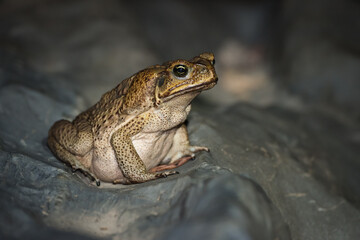 A cane toad in the rainforests near Kuranda, Queensland.  Native to Central and South America, cane toads are a harmful invasive species in Australia.