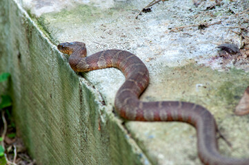 North American poisonous Copperhead snake waiting on path to ambush prey