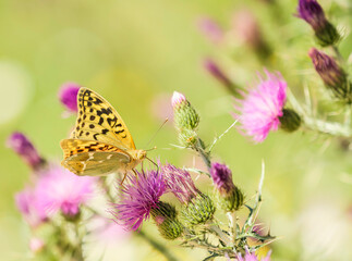 Mariposa amarilla y negra sobre flores de cardo