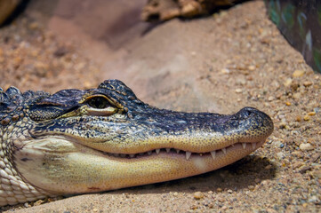 Crocodile eye staring into camera