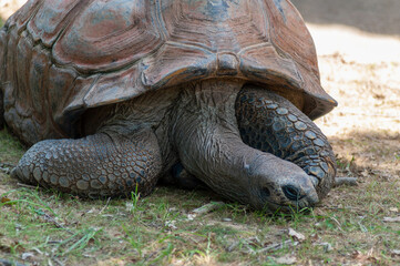 Giant tortoise bummed out sleepy and lazy laying in the shade on hot summer day