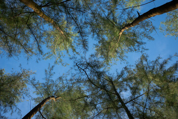 Fototapeta premium The branches of the green tree texture blue background