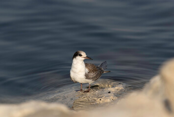 A juvenile White-cheeked Tern perched on rock at Tubli coast of Bahrain