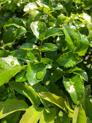 green leaves background