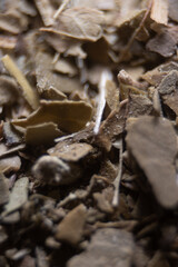 Fullscreen macro close-up with shallow depth of field of yerba mate. Texture. Graphic design.