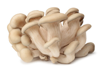 Oyster mushrooms