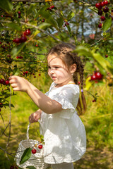 Pretty girl picks a cherry from a tree in cherry garden in Czech republic